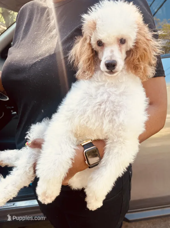 Max – Poodle - Miniature  puppy for sale in Jonesboro, GA