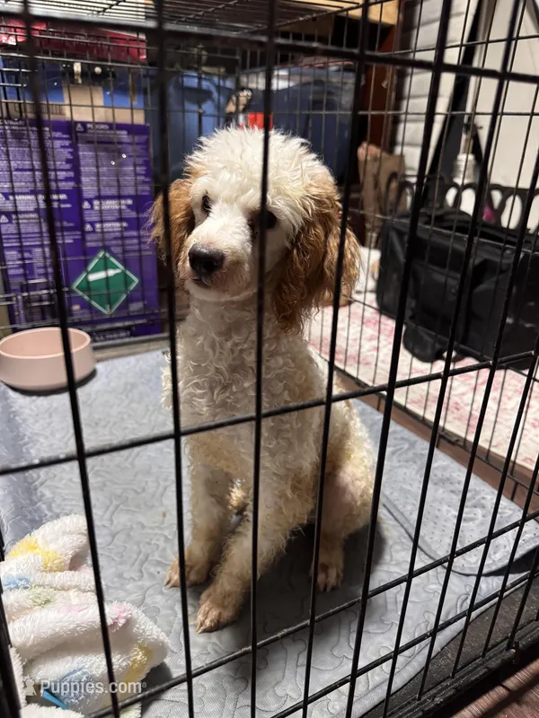 Max – Poodle - Toy  puppy for sale in Jonesboro, GA