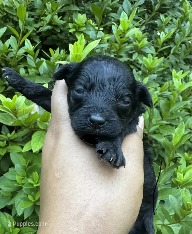 Solomon Grundy – Yorkipoo, Poodle - Toy  puppy for sale in Jonesboro, GA