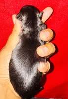 Solomon Grundy, a male Yorkipoo and Poodle - Toy  for sale in Jonesboro, GA – 2 of 2