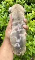 Sandy Cheeks, a female American Bully for sale in Jonesboro, GA – 2 of 2