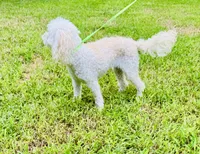 Honey , a female Shihpoo for sale in Jonesboro, GA – 4 of 4