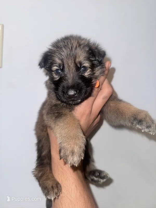 Raquel – German Shepherd Dog puppy for sale in Jonesboro, GA