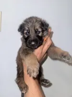 Raquel, a female German Shepherd Dog for sale in Jonesboro, GA – 4 of 9