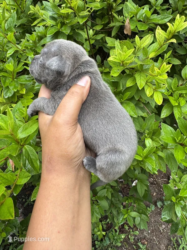 Mrs.Puff – American Bully puppy for sale in Jonesboro, GA