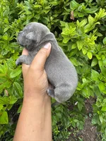 Mrs.Puff, a female American Bully for sale in Jonesboro, GA – 1 of 2
