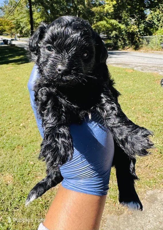 Violet – Shihpoo puppy for sale in Jonesboro, GA