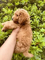 Spice, a male Miniature Goldendoodle for sale in Jonesboro, GA – 2 of 2
