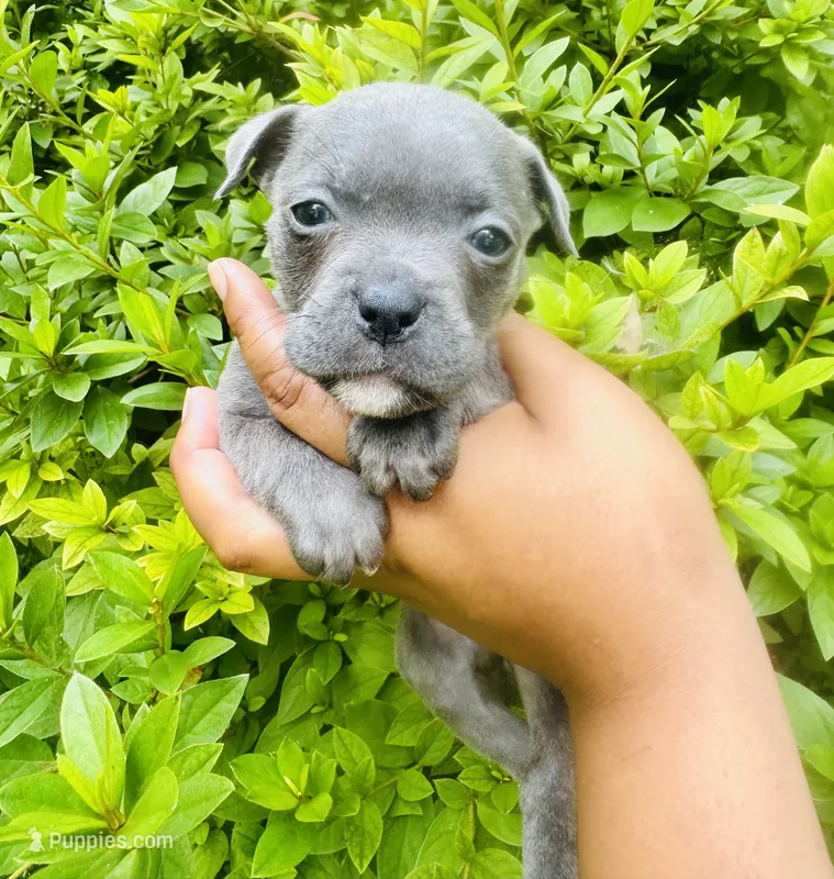 Mrs.Puff – American Bully puppy for sale in Jonesboro, GA