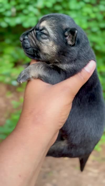 Mowgli , a male German Shepherd Dog for sale in Jonesboro, GA – 3 of 3