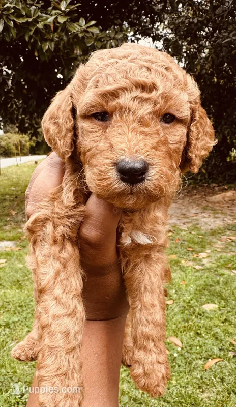 Spice  – Miniature Goldendoodle puppy for sale in Jonesboro, GA