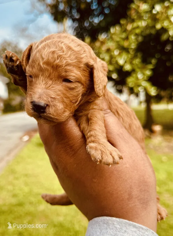 Spice  – Miniature Goldendoodle puppy for sale in Jonesboro, GA