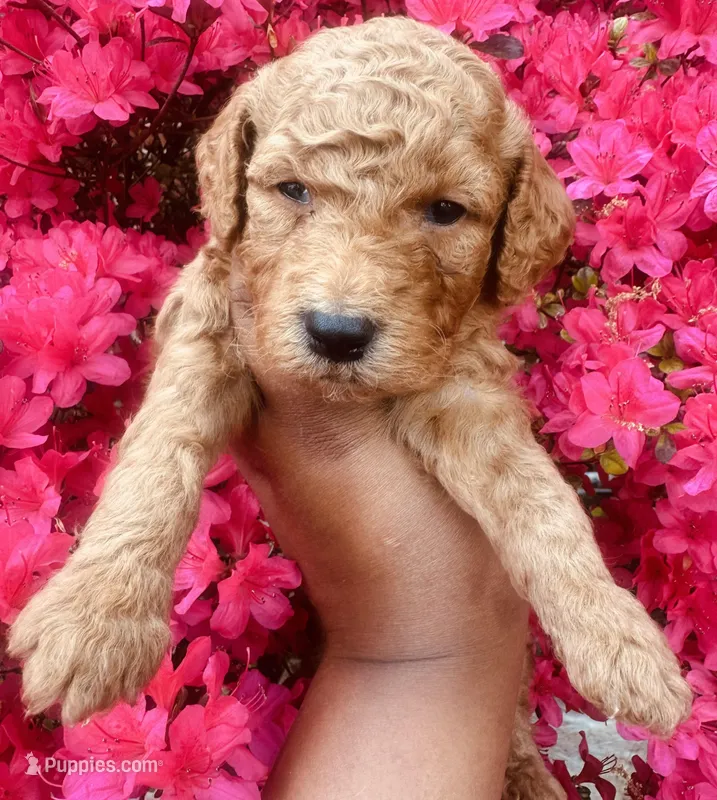 Spice  – Miniature Goldendoodle puppy for sale in Jonesboro, GA