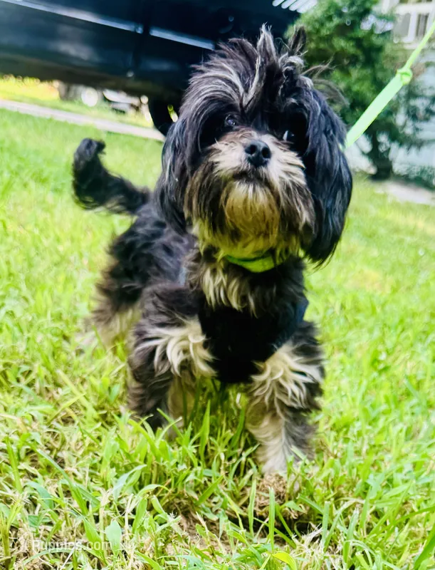 Chase – Shih Tzu puppy for sale in Jonesboro, GA