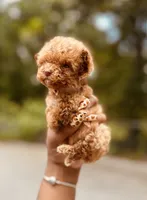 Akc Teacup Angel, a female Poodle - Toy  for sale in Jonesboro, GA – 3 of 4