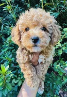 Grits, a male Poodle - Toy  for sale in Jonesboro, GA – 1 of 3
