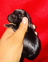 Star Girl , a female Yorkipoo and Poodle - Toy  for sale in Jonesboro, GA – 2 of 2