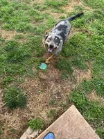 Goofy, a male Catahoula Leopard Dog and German Shepherd Dog for sale in Jonesboro, GA – Photo 2 of 2
