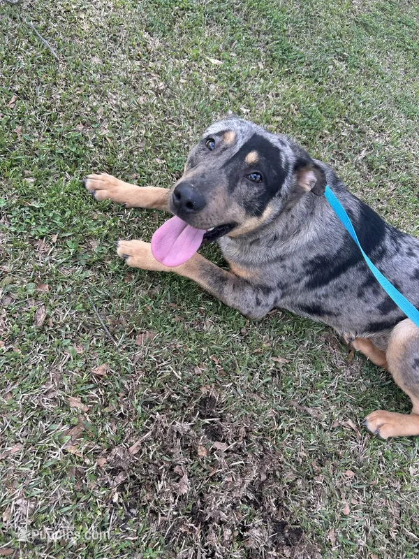 Goofy – Catahoula Leopard Dog, German Shepherd Dog puppy for sale in Jonesboro, GA