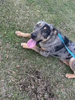 Goofy, a male Catahoula Leopard Dog and German Shepherd Dog for sale in Jonesboro, GA – Photo 1 of 2
