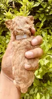 AKC TEACUP Angel, a female Poodle - Toy  for sale in Jonesboro, GA – 2 of 5