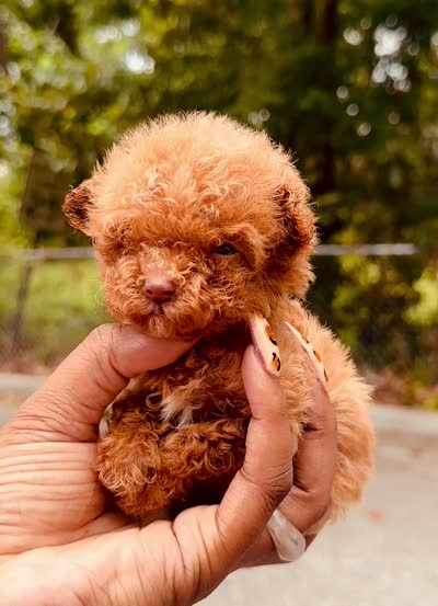 Akc Teacup Angel, a female Poodle - Toy  for sale in Jonesboro, GA – 6 of 6