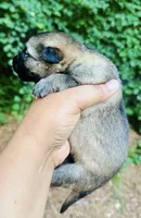 Raksha, a female German Shepherd Dog for sale in Jonesboro, GA – 2 of 3