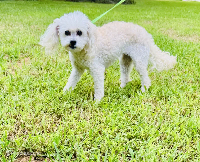 Honey  – Shihpoo puppy for sale in Jonesboro, GA