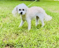 Honey , a female Shihpoo for sale in Jonesboro, GA – 3 of 4