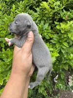 Karen, a female American Bully for sale in Jonesboro, GA – 1 of 2