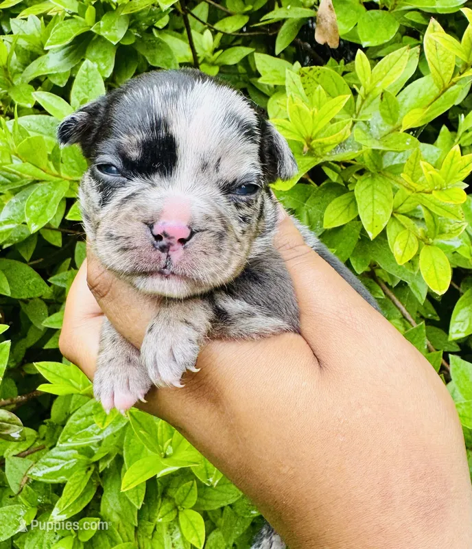 Princess Mindy  – American Bully puppy for sale in Jonesboro, GA