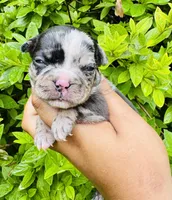 Princess Mindy , a female American Bully for sale in Jonesboro, GA – 1 of 3