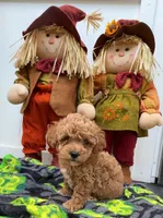 Tatter Tot, a male Poodle - Toy  for sale in Jonesboro, GA – 3 of 3