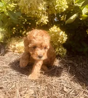 Canela, a female Poodle - Toy  for sale in Jonesboro, GA – 4 of 4