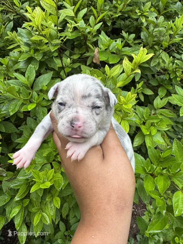 Pearl – American Bully puppy for sale in Jonesboro, GA
