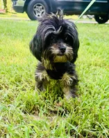 Chase, a male Shih Tzu for sale in Jonesboro, GA – 5 of 5