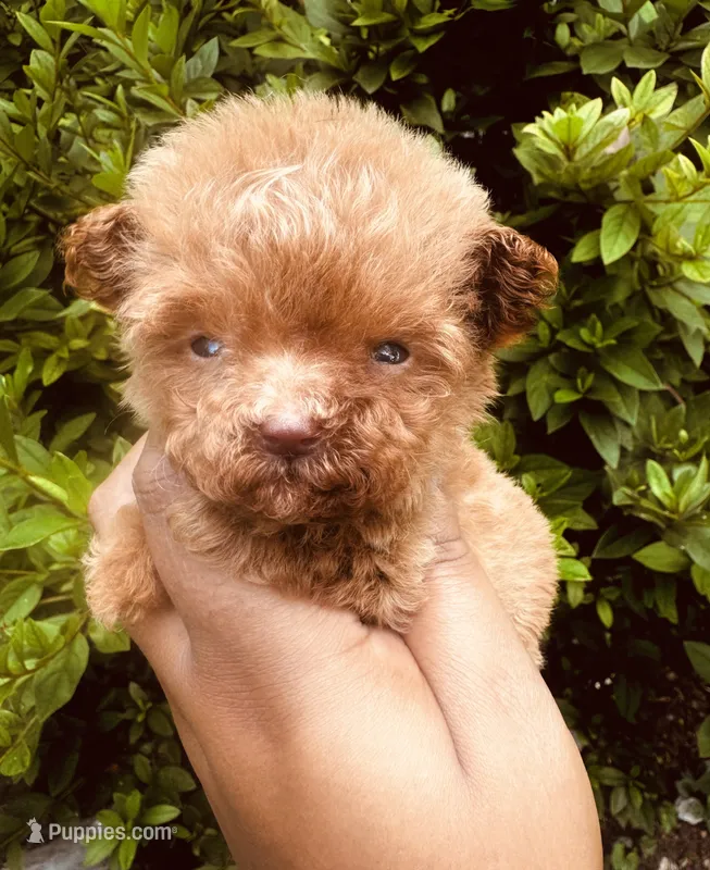Akc Teacup Angel – Poodle - Toy  puppy for sale in Jonesboro, GA
