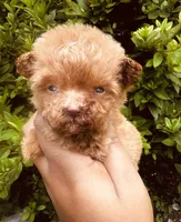 Akc Teacup Angel, a female Poodle - Toy  for sale in Jonesboro, GA – 1 of 6