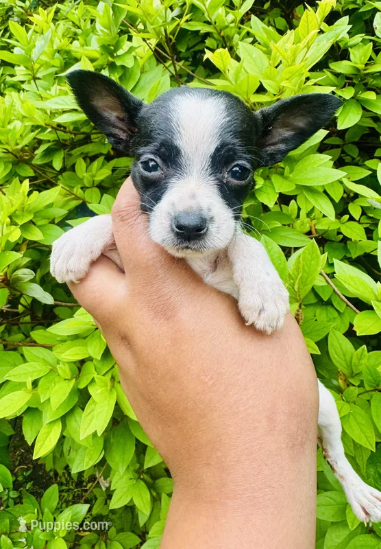 Chihuahua , a female Chihuahua for sale in Jonesboro, GA – 1 of 1