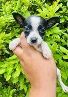 Chihuahua , a female Chihuahua for sale in Jonesboro, GA – 1 of 1