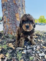 Cleveland , a male Poodle - Toy  for sale in Jonesboro, GA – 3 of 3
