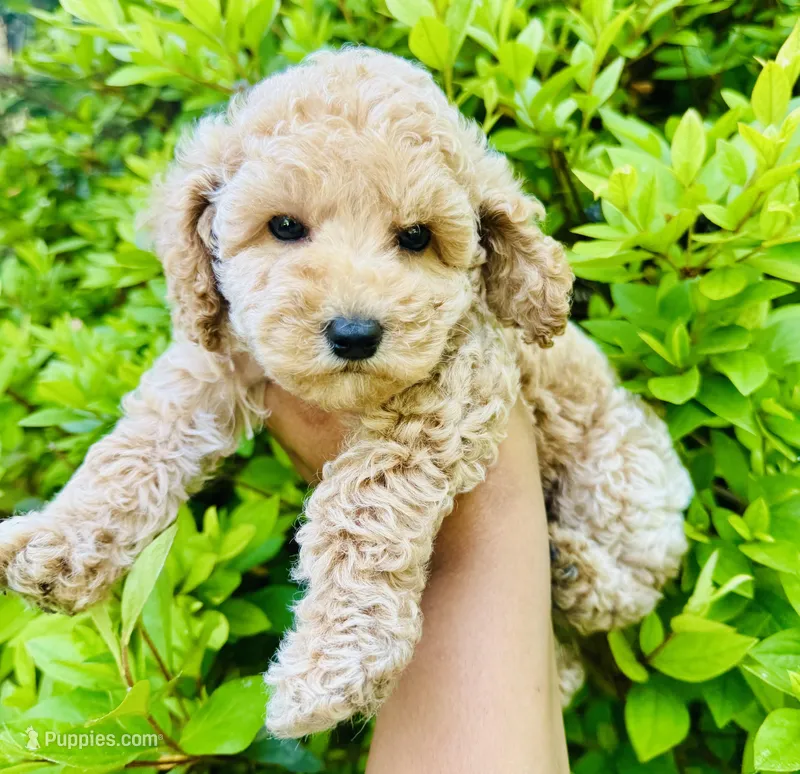 Garlic – Miniature Goldendoodle puppy for sale in Jonesboro, GA
