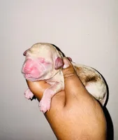 Garlic, a male Miniature Goldendoodle for sale in Jonesboro, GA – Photo 2 of 2