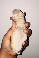 Garlic, a male Miniature Goldendoodle for sale in Jonesboro, GA – Photo 1 of 2