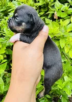 Patrick, a male American Bully for sale in Jonesboro, GA – 2 of 2