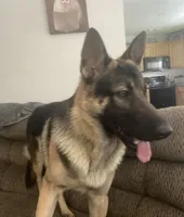 Raquel, a female German Shepherd Dog for sale in Jonesboro, GA – 9 of 9