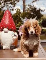 Reacher, a male Poodle - Toy  for sale in Jonesboro, GA – 2 of 3