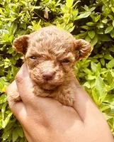 AKC TEACUP Angel, a female Poodle - Toy  for sale in Jonesboro, GA – 1 of 5