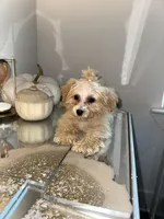 Barbie , a female Cavapoo for sale in Jonesboro, GA – Photo 2 of 3