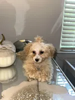 Barbie , a female Cavapoo for sale in Jonesboro, GA – Photo 3 of 3